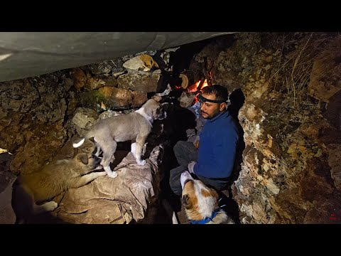 Caught In A Winter Storm - Bushcraft Survival Camping With My Dogs  (No Talking - Nature ASMR)