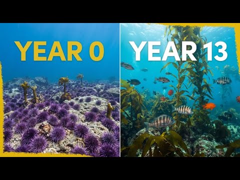 6 Million Sea Urchins Were Removed off Southern California’s Coast: The Aftermath 13 Years Later