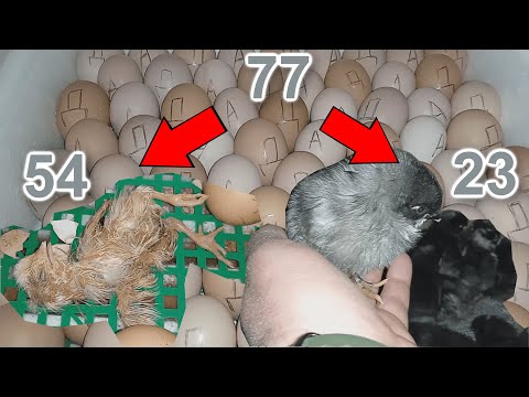 CHICKEN EGG INCUBATION SCHEME! REVERSE MODE! IMPORTANT PARTITION YAKU PRESSED HOURLY NOT ZAMITIV.