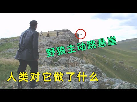 野狼竟主动跳下悬崖，人类究竟对它们干了什么？一场人类与狼群的殊死较量，到底谁才是最后的赢家？