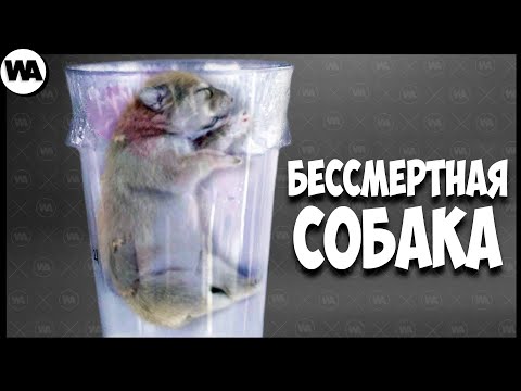 Хозяева Собаки Не Хотели, Чтобы Она Умирала, и Вот, что Они Сделали
