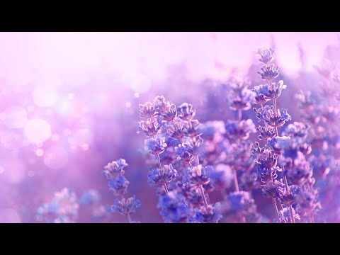 Morning Relaxing Music 🎵 Morning Meditation Music, Stress Relief Music, Relaxing Music