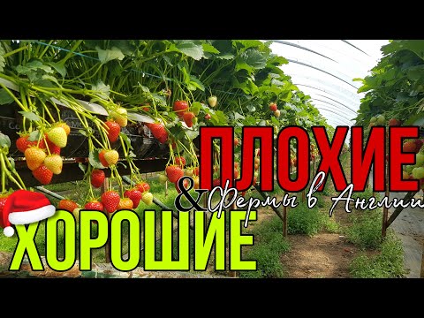 ХОРОШИЕ И ПЛОХИЕ фермы в Англии | Мой список ферм | Плюсы и минусы