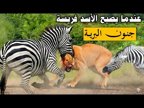 عندما يختار الأسد الفريسة الخطأ... الملك يفقد الهيمنة والفريسة تتحول إلى كابوس...