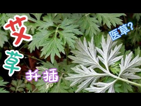艾草扦插长大全过程 古代医草 送子观音草