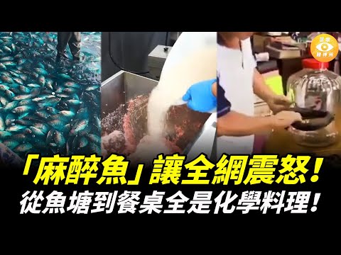國人震怒！魚是麻的、蝦是染的、肉是毒的；從魚塘到餐桌，全是「化學料理」！