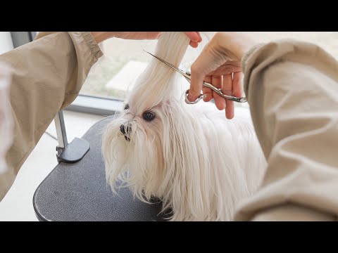 My first hair cut ever since I was born.