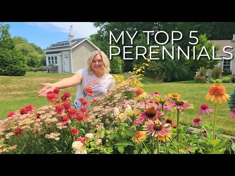 My Top 5 Longest Blooming Perennials for Sun and a BONUS! Perrenials