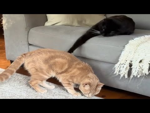 CATS and DOGS: Mayhem & Crazy Antics