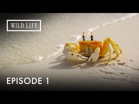 The Wild Secrets of Islands | Destination Wild: Wild Islands | Episode 1