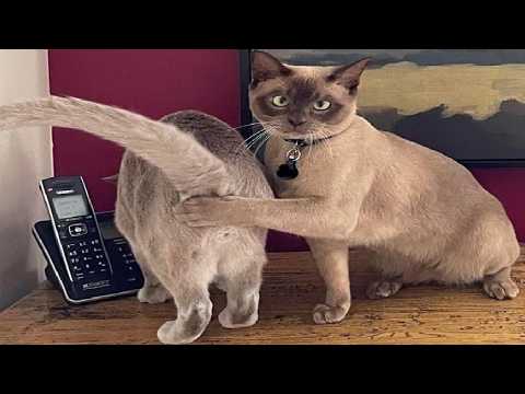 New Funniest Cats and Dogs Videos 2025 🐱🐶 Try Not To Laugh😜