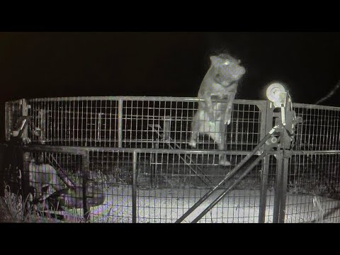 Trapped hogs are escaping. Teaching my youngest child.