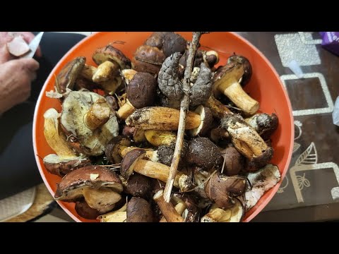 Гриби напали біля поїзда