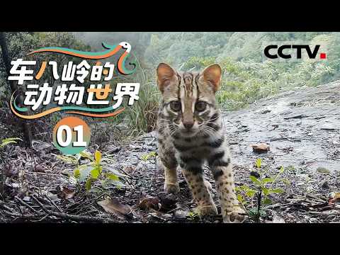 《车八岭的动物世界》01 走进广东车八岭国家级自然保护区 这个被誉为“物种宝库”的生态秘境【CCTV纪录】