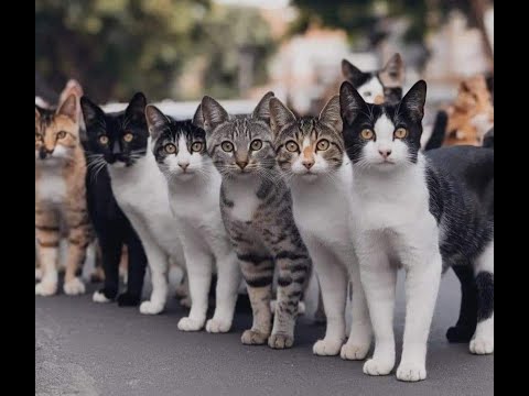 😺 Cats recommend! 🐈 New funny videos of cats and kittens - smile! 😻