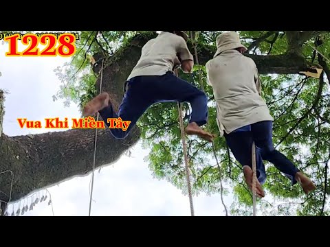 Full : Thót tim với cách Vua Khỉ nhảy qua sợi dây thừng để cưa nhánh lớn của cây Còng Cutting tree