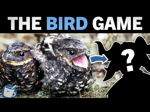 Drawing Birds Based On Their Strange Names