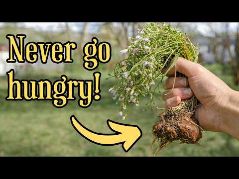 It's Time to Rediscover America's Wild "Fairy Potatoes"