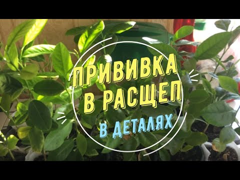 Прививка в Расщеп в деталях. Прививаем мандарин Абхазский к сеянцу лимона/ Цитрусовый Рай МариАны