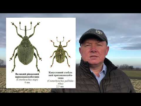 Увага! Прихованохоботники на полях озимого ріпаку