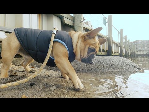 Roman & Titus - 24th Walk - New Year's Eve