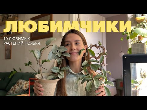 10 ЛЮБИМЫХ растений Ноября
