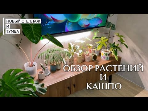 REVIEW OF ALL PLANTS AND PLANT POTS