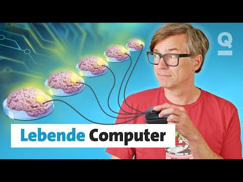 Echte Mini-Gehirne als Computer? I Quarks Dimension Ralph