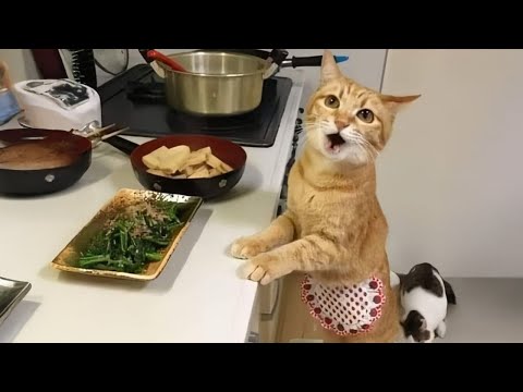 When You’re Living with the Most Polite and Incredible Cat Ever 😻 Cute Cats Video