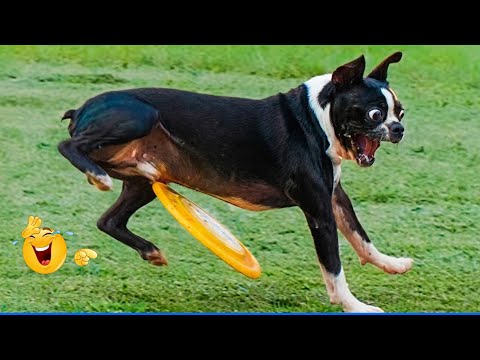 You Will Die Laughing At These Dogs😹🐶  The Funniest Dog Moments Compilation 🐾