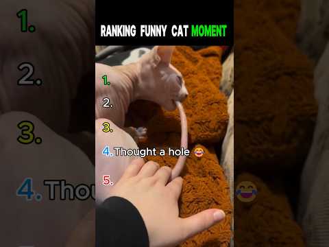 Ranking Funny Cat Moment