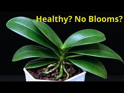 Why Healthy Orchids Still Don’t Bloom