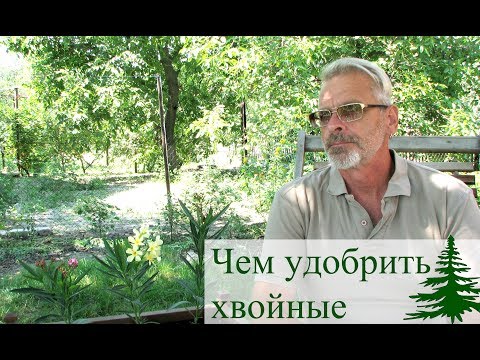 What and when to fertilize coniferous plants