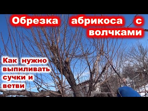 Обрезка абрикоса с сильным волчкованием. Как выпиливать ветви.