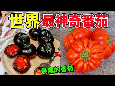 The ten most amazing tomatoes！