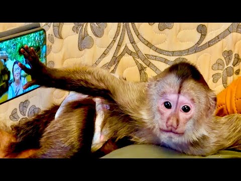 Финик от Влада ни на шаг, слушает музыку и укладывается спать! Такой МИЛЫЙ ❤️