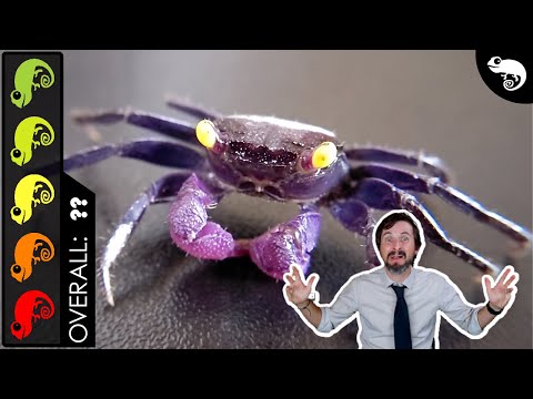 Vampire Crab, The Best Pet Crustacean?