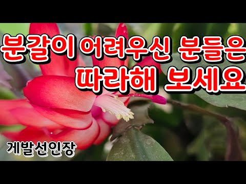 If you are having trouble dividing your crab cactus, try following along!!/ I hope you find the v...