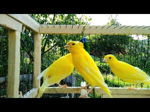 Полезные травы для канареек,разнообразное кормление в линьку
