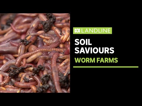 Worm castings finding grower favour in large scale farming | Landline