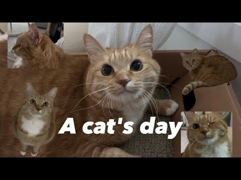 놀고 먹고 자고 싸는 고양이의 하루