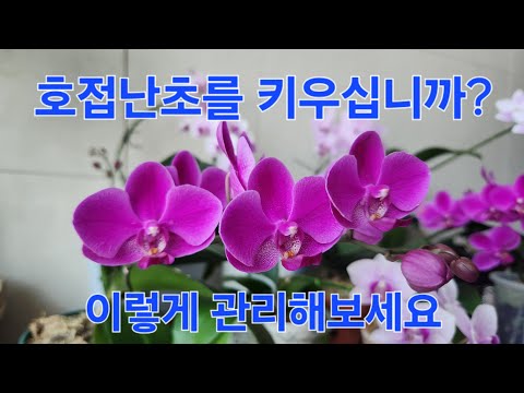 @호접난초 이것만 알면 죽지 않습니다