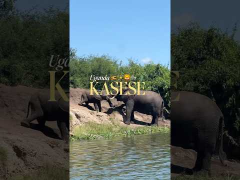 steal my 3 day Queen Elizabeth itinerary! #explore #uganda #safari #gamedrive #lion