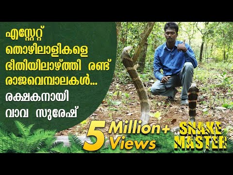 WOW! Vava Suresh turns saviour of two King Cobras that terrorized estate owners | Snakemaster