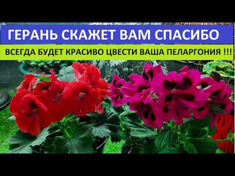 Как заставить Пеларгонию цвести ФОРМИРУЕМ И ОБРЕЗАЕМ КУСТЫ