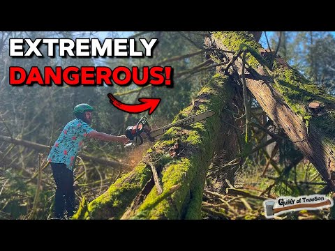 This TREE Was An EXTREMELY Dangerous Situation!