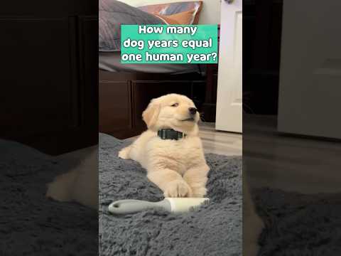 How to Calculate Your Dog’s Age in Human Years! 🐾🗓️