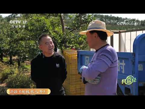 《共富经》 20251204 黄土高原苹果红 | 农业致富经 Agriculture And Farming
