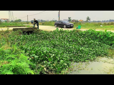Lawn Mowing Transforms Beaver drain clogged with vegetation and Free Grass cleans fresh water