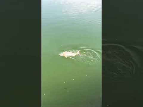 #chef_kzk #味留 #料理中的料理人 #郭宗坤